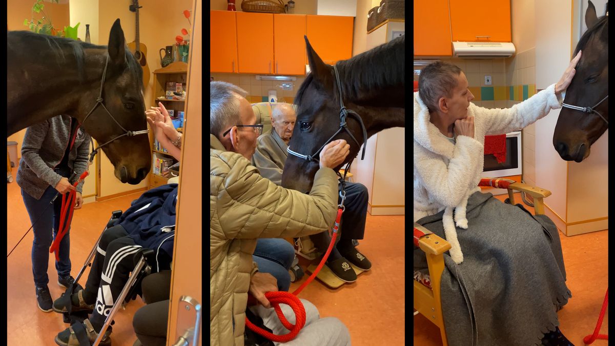 Koňský terapeut Sagi rozveseluje pacienty čerčanského hospicu